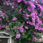 130 Pielgrzymka fatima 2024